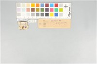 五色鳥藏品圖，第21張